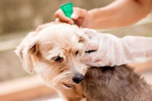 očkování psa - veterinář
