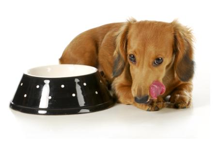 Jak vybrat opravdu kvalitni krmivo pro psy a co by mělo obsahovat