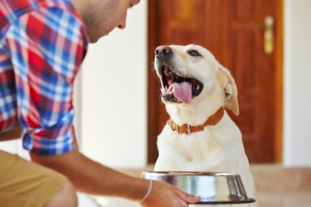 Jak vyberete nejlepší složení krmiva pro psy? Víme to!