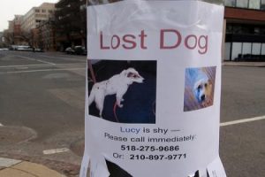 ztracený pes