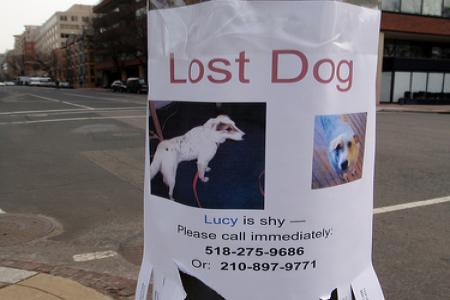 Ztratil se vám pes?