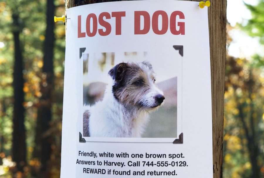 Jak se chová ztracený pes?