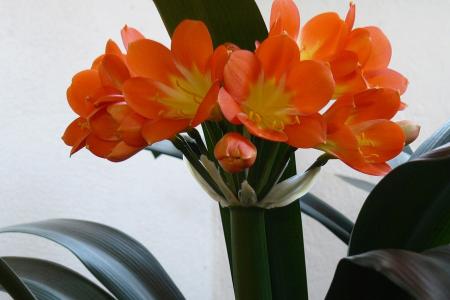 Víte, že některé domácí květiny jsou pro vašeho čtyřnohého člena domácnosti nebezpečné?