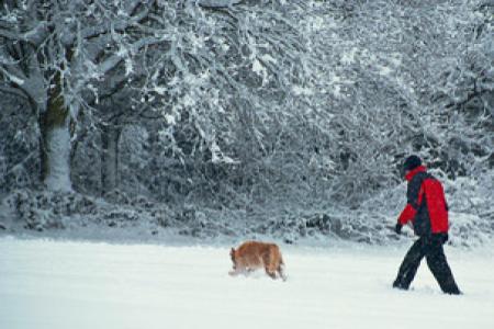 Jak pečovat o psí packy v zimě