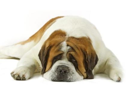 Gastritida u psů
