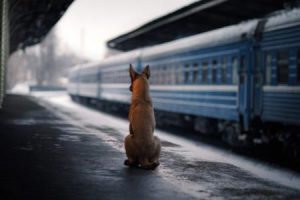 pes ve vlaku