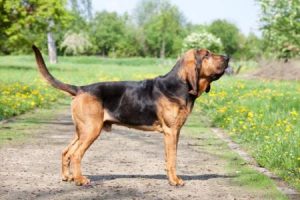 Pes Sv. Huberta (Bloodhound) - plemena psů