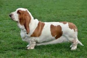 Basset hound - PLEMENA PSŮ