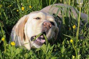 pes žere trávu