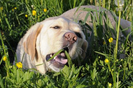 Proč pes žere trávu?