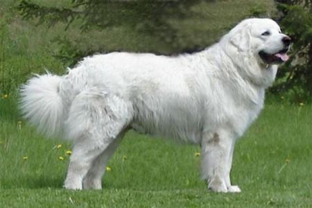 Maremmansko-Abruzský ovčák