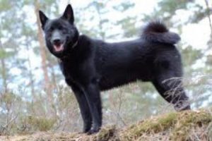 Norský losí pes černý - PLEMENA PSŮ