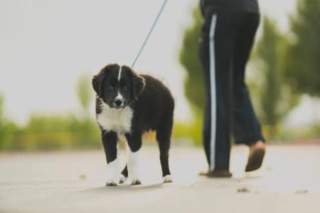 Na procházku se psem můžete vyrazit i stylově: kožené obojky a vodítka pro psy v hlavní roli