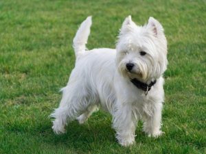West Highland White teriér - plemena psů