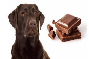 pes a čokoláda