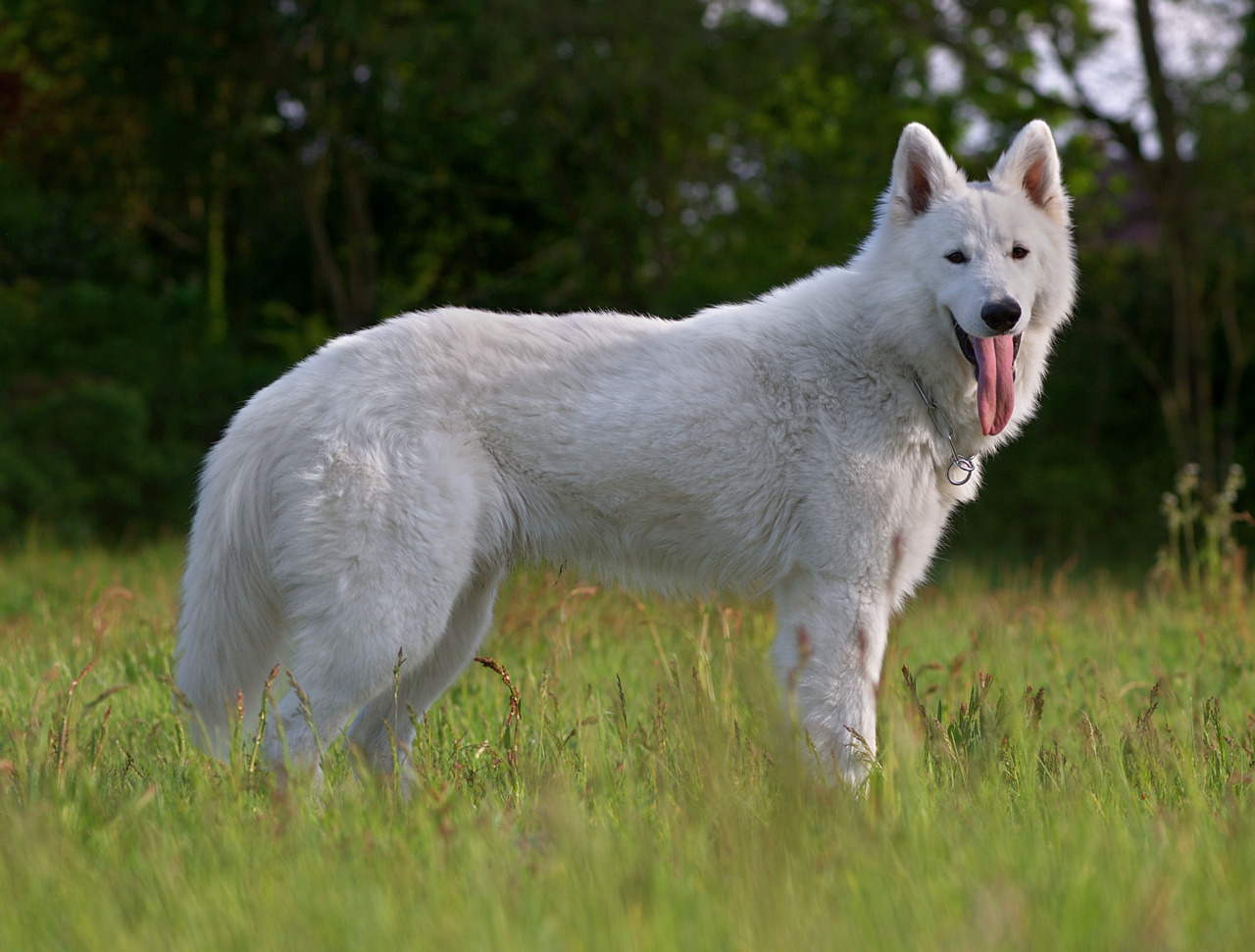 plemena psů - Bílý švýcarský ovčák
