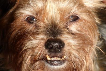 Ochrana psích zubů