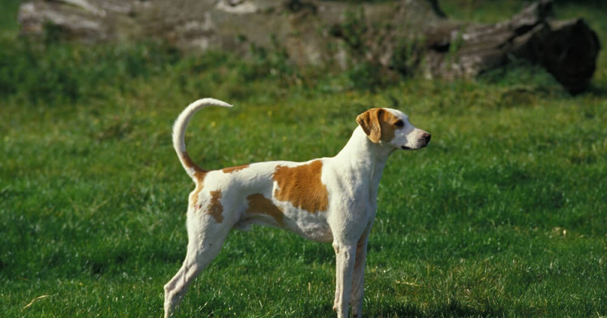 plemena psů - Velký anglo-francouzský bílo oranžový honič