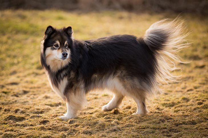 plemena psů - Finský laponský pes