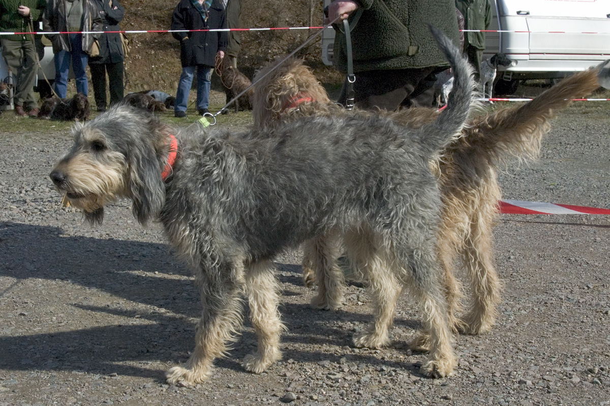 plemena psů - Nivernaisský hrubosrstý honič