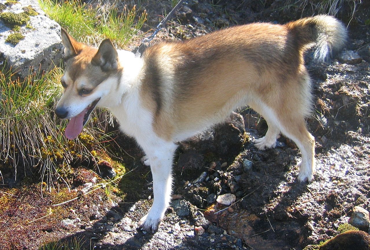 plemena psů - Norský Lundehund