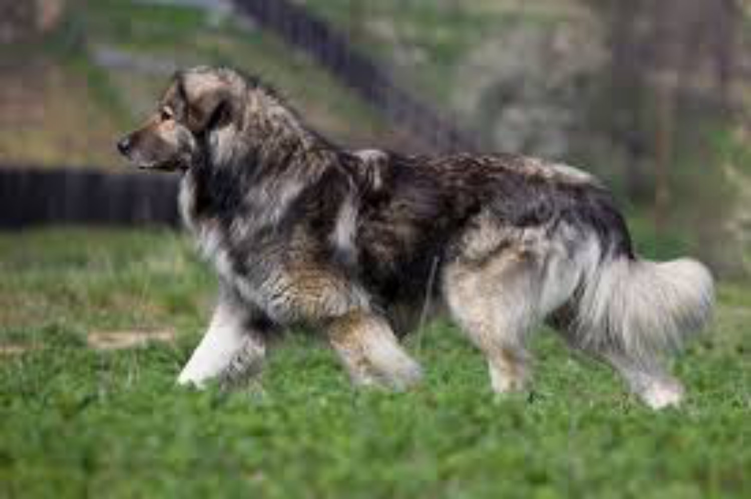 plemena psů - Rumunský karpatský ovčák