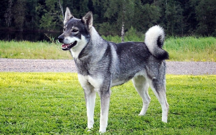 plemena psů - Švédský losí pes