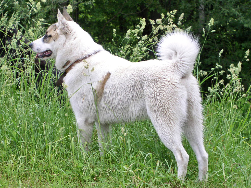 plemena psů - Západosibiřská lajka
