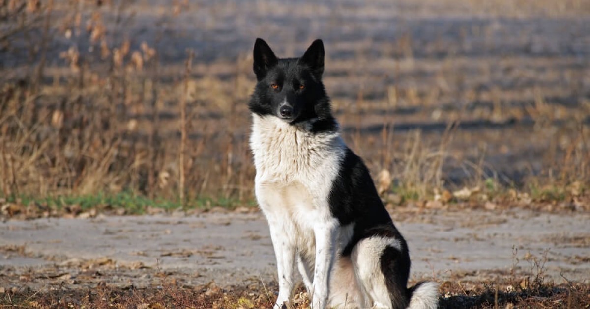 plemena psů - rusko-evropská lajka