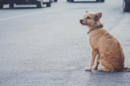 Jak najít ztraceného psa – tipy, upozornění a kroky co udělat