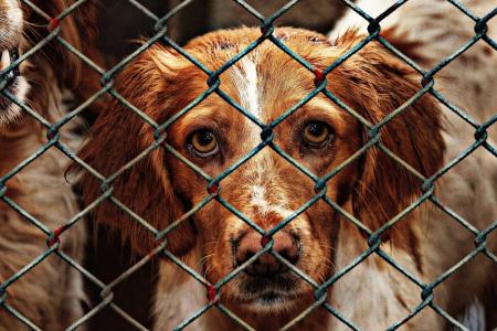 Každý může pomoci: Jak zlepšit život psů v útulcích?