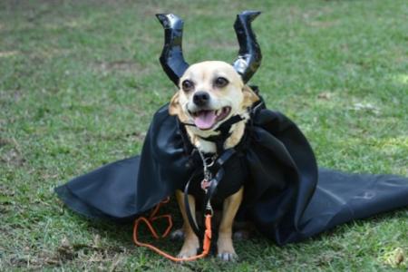 10 nejlepších halloweenských kostýmů pro malé psy