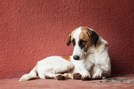 Pojištění psů proti škodám