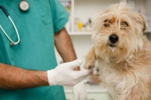 Spinocelulární karcinom u psů