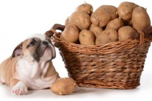 pes jí brambory