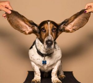 čistění uší psům