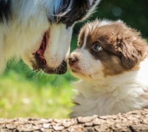 První očkování u psa
