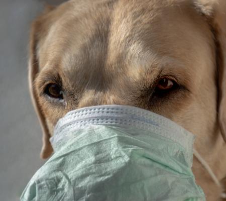 3x fakta a fámy o koronavirové nákaze u psů