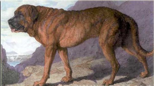 vyhynulá plemena psů alpský mastif