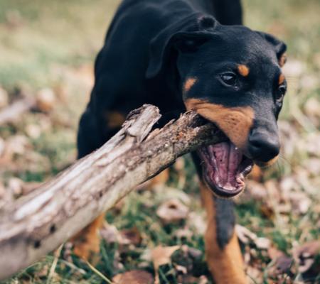 Jak předcházet problémům se zuby u psů