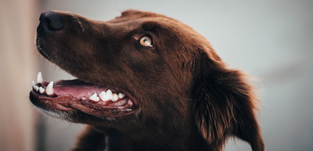 péče o zuby u psů