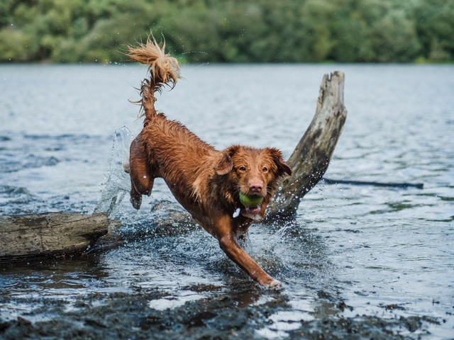 jak naučit psa do vody