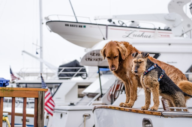prázdniny se psem na lodi