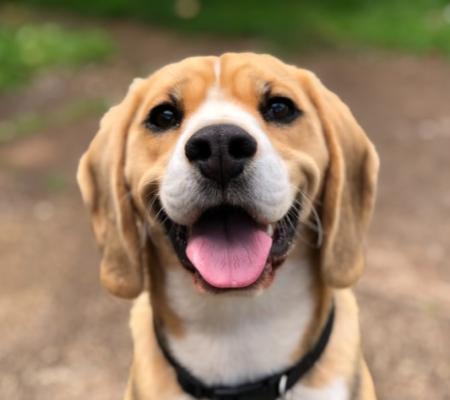 Pojištění psa – co zahrnuje a jak na něj