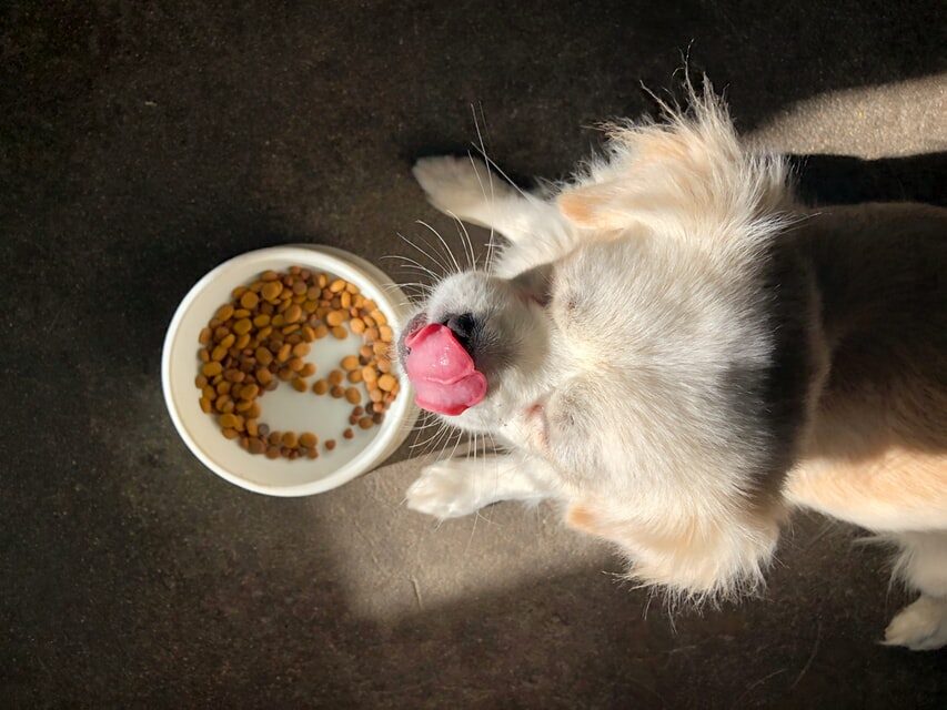 holistické krmivo pro psa