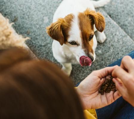 Jak udržovat vašeho psa zdravého a v nejlepší kondici