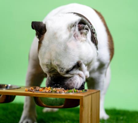 Co je B.A.R.F. a proč ním krmit vašeho psa