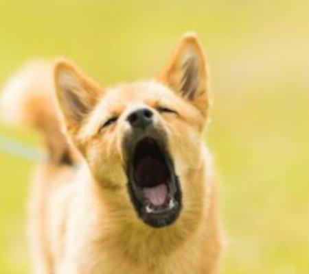 Proč psi štěkají, vyjí nebo kňučí